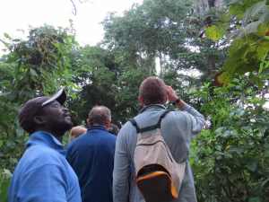Observacion de primates en Iemberen Guinea Bissau (3)