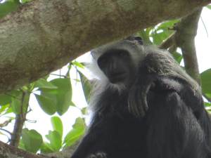 Observacion de primates en Iemberen Guinea Bissau (5)